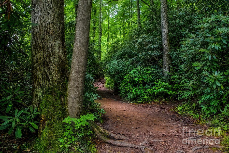 Trail Photograph - The Appalachian Trail by Shelia Hunt