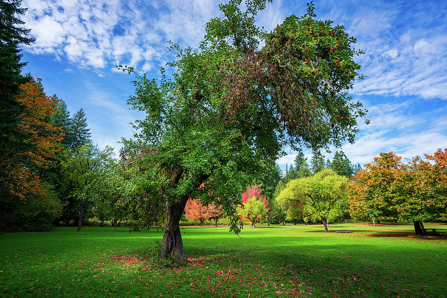 The Apple Doesn't Fall Far From the Tree Photograph by Kathleen Codinha ...