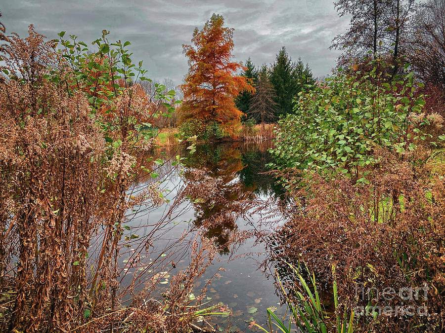 The Arboretum Pond Photograph by William Norton
