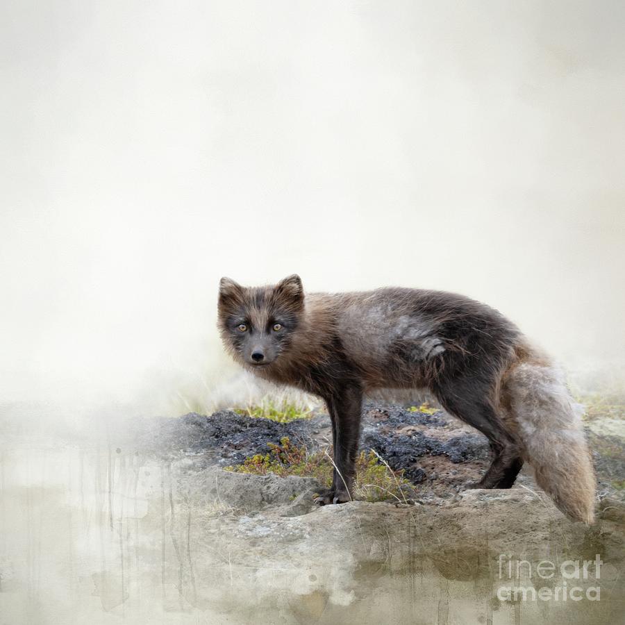 The Arctic Fox Photograph by Eva Lechner