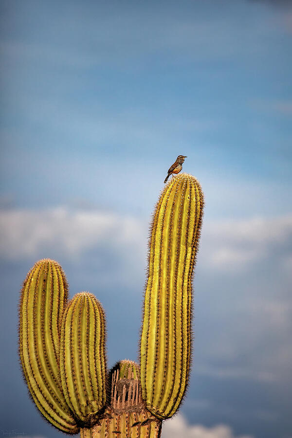 The Arizona Cactus Wren Photograph by Rick Furmanek