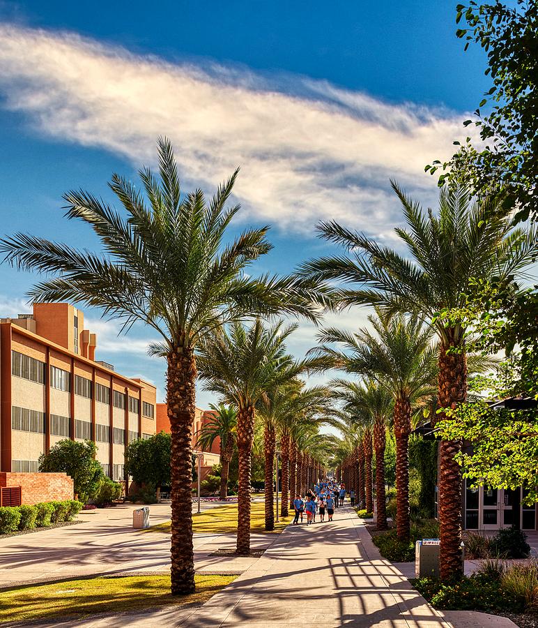 Arizona State University Photograph - The Arizona State University Palm Walk by Mountain Dreams