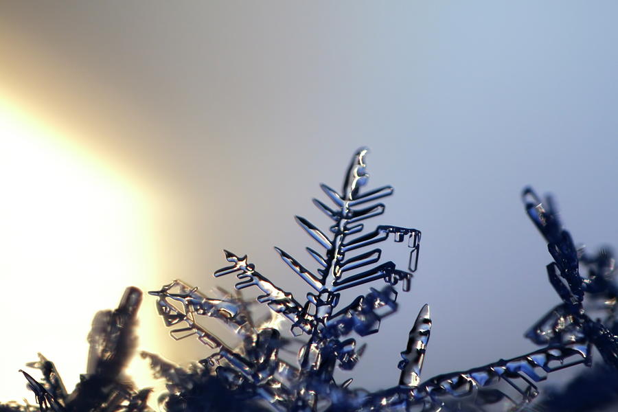 The arm of a snowflake looks like a tiny tree Photograph by Ulrich Kunst And Bettina Scheidulin