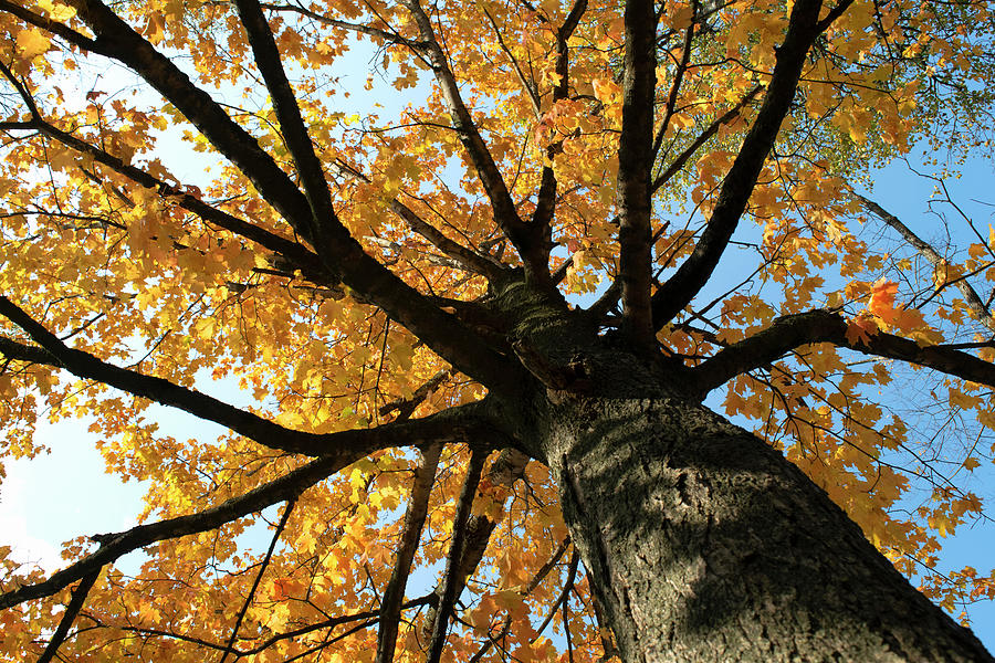 The Arms of Fall Photograph by Carl Brand - Fine Art America