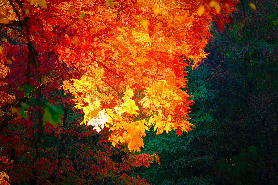 Fall Photograph - The Art Of Autumn by Rick Davis