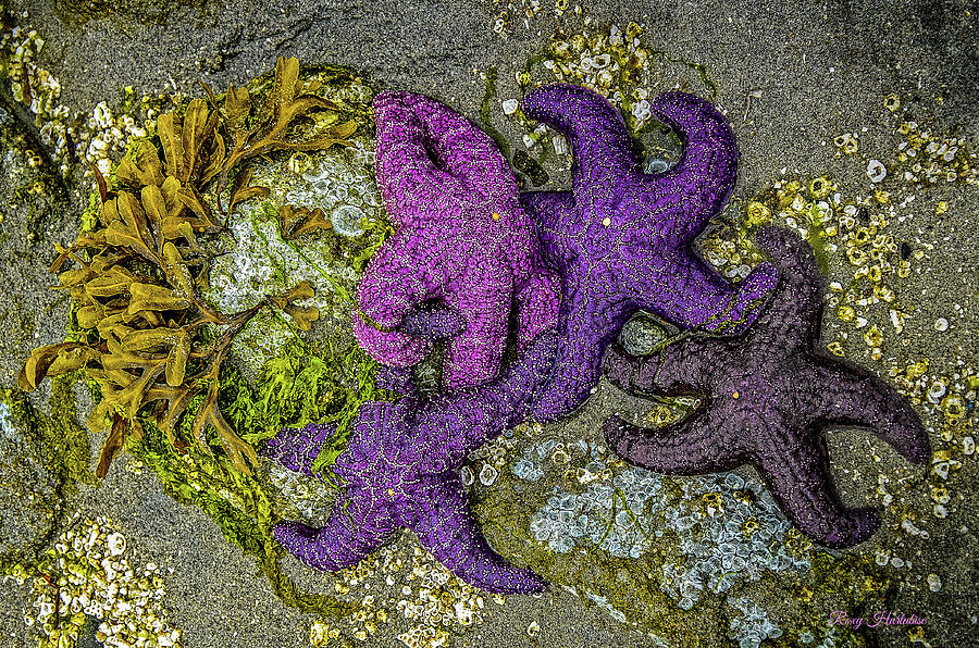The Art of Starfish Photograph by Roxy Hurtubise