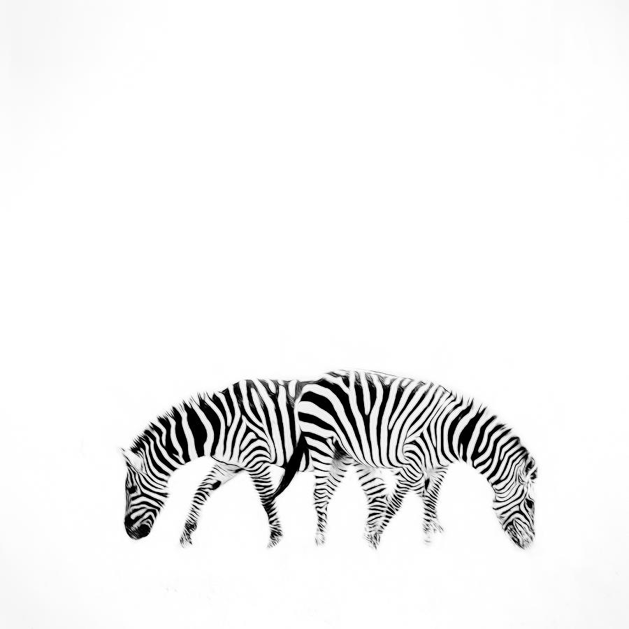 The Art Of Zebra Photograph