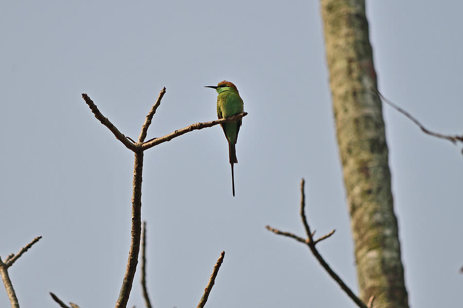 The Asian Green Bee-eater Photograph