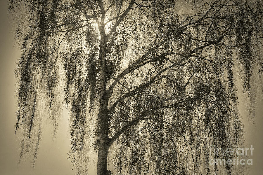 The Aspen Tree Photograph by Edmund Nagele FRPS