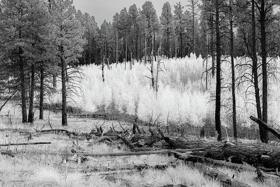 The Aspen Trees in Black and White Photograph by Terri Morris - Fine ...