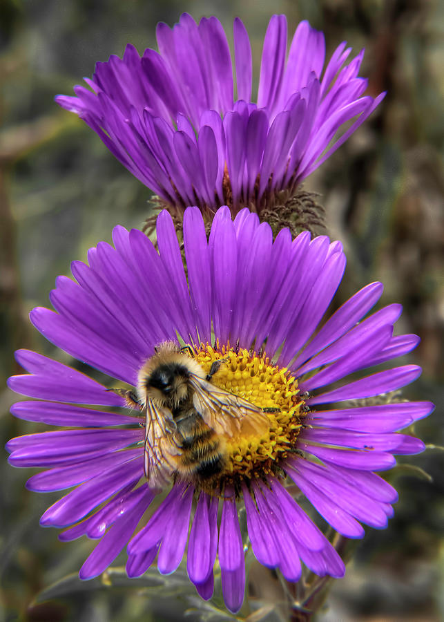 The Aster and the Bee Photograph by Britt Runyon