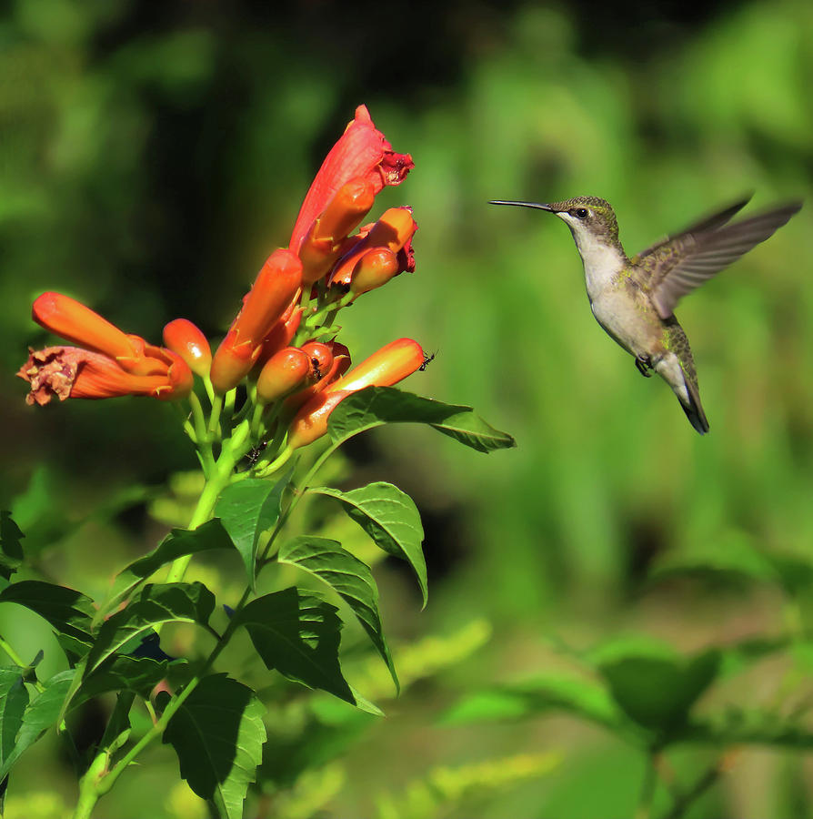 The Attempt - Hummingbird Photograph by Rebecca Grzenda