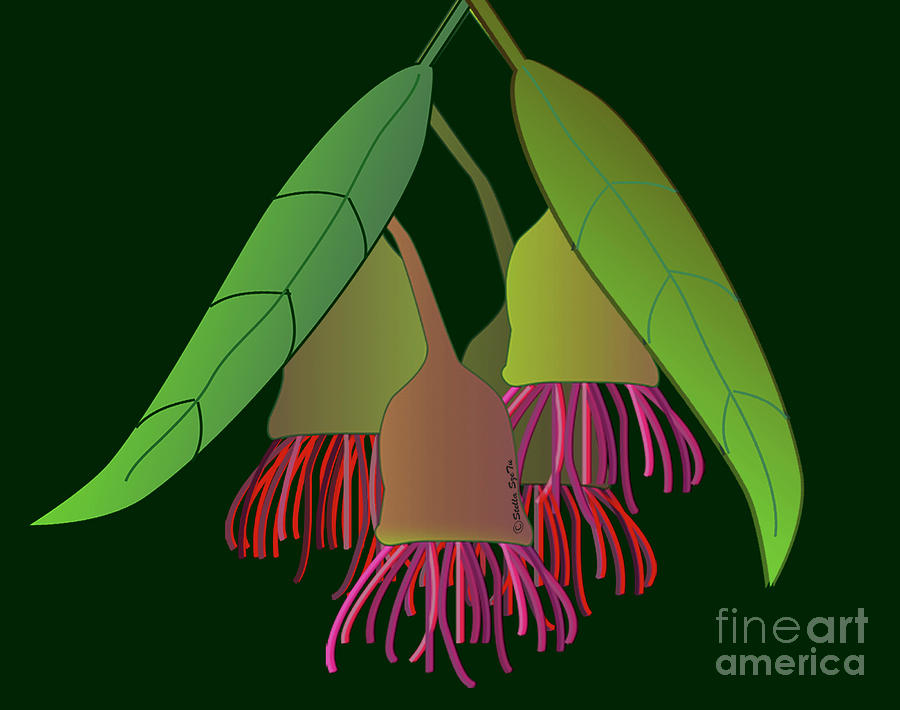 Flower Drawing - The Aussie Gum Corymbia ficifolia by Stella SzeTu