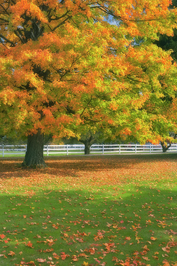 The autumn beauty of sugar maple trees changing color in Michigan's ...