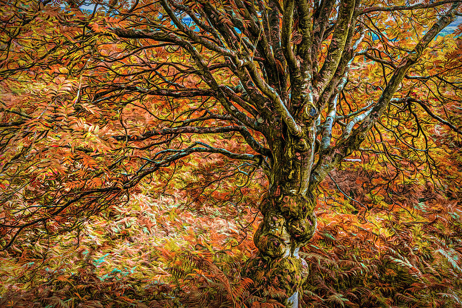 The Autumn Enchanted Tree Photograph by Debra and Dave Vanderlaan