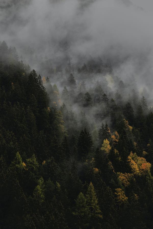 The autumn - green leafed trees - Rieserferner-Ahrn Nature Park, Italy ...