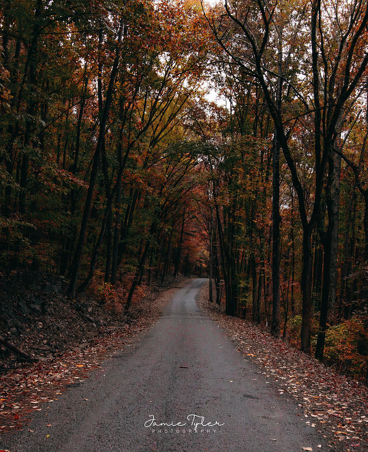 The Autumn road Photograph by Jamie Tyler
