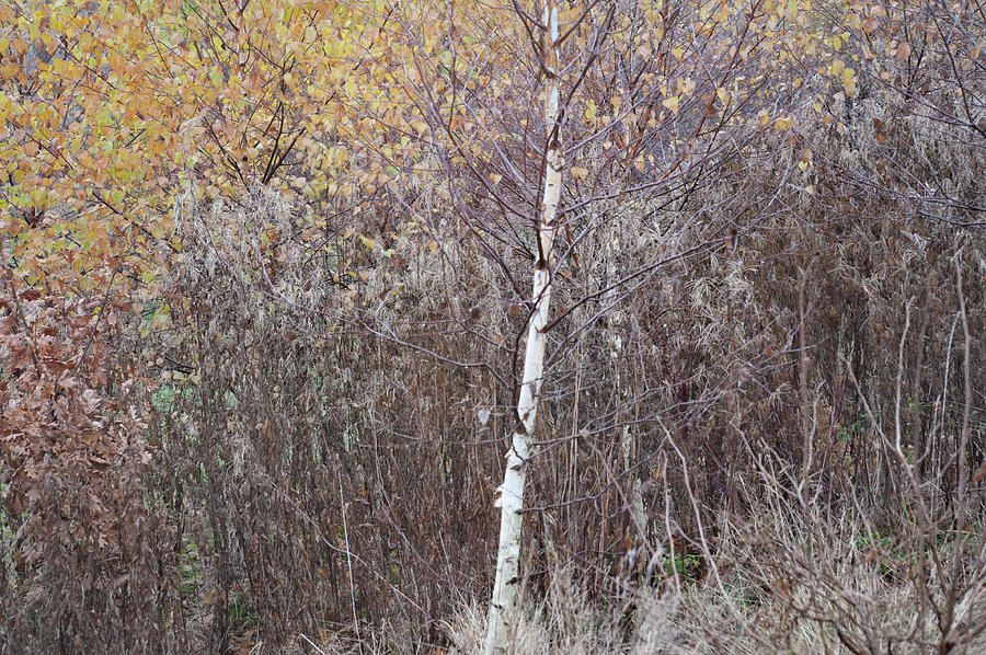The Avenue young Birch by Jerry Daniel The Avenue young Birch by Jerry Daniel