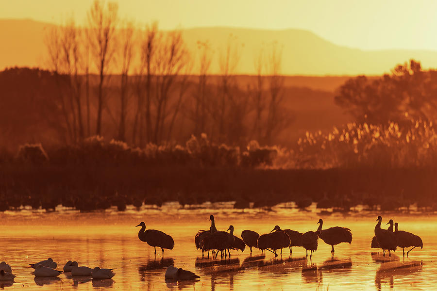 The Awakening -Sandhill Cranes at Bosque del Apache Photograph by Susan Rissi Tregoning