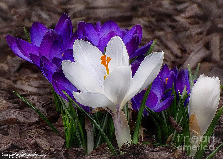 The Awakening Spring Photograph by Tami Quigley