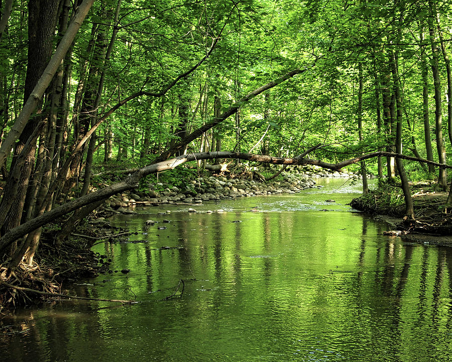 The babbling brook Photograph by Scott Olsen