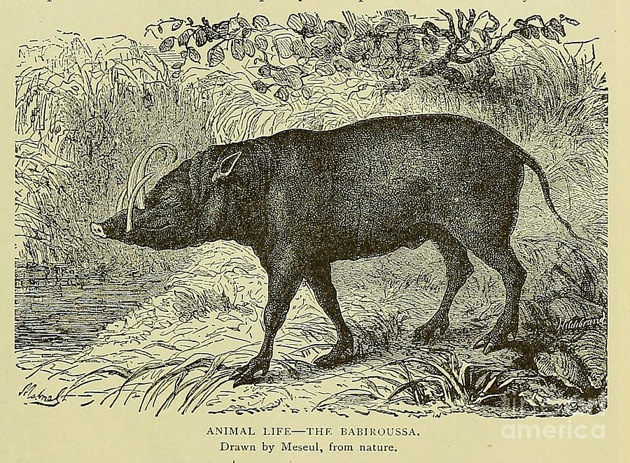 The babirusas, Drawn by Meseul, n1 from nature Drawing by Historic ...