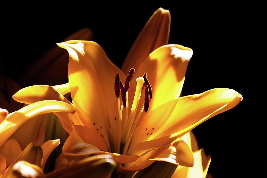 The Backlit Lily Photograph by David Patterson