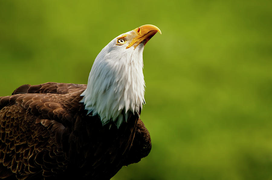 A Bald Eagle Looking Up at the Sky Photograph by Lieve Snellings