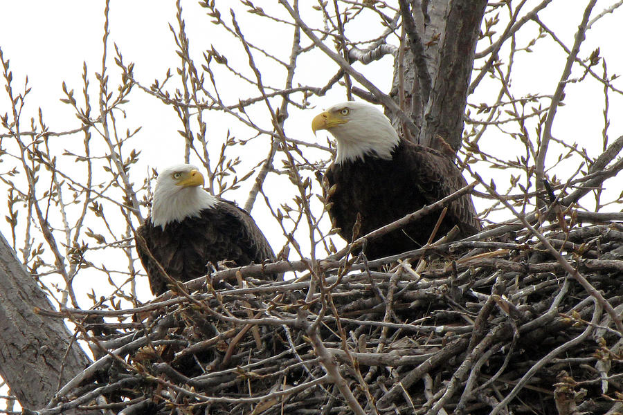 The Bald Eagle Best Mates Photograph by Linda Goodman - Pixels