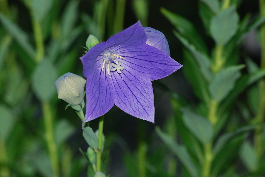 The Balloon Flower Photograph by Ee Photography