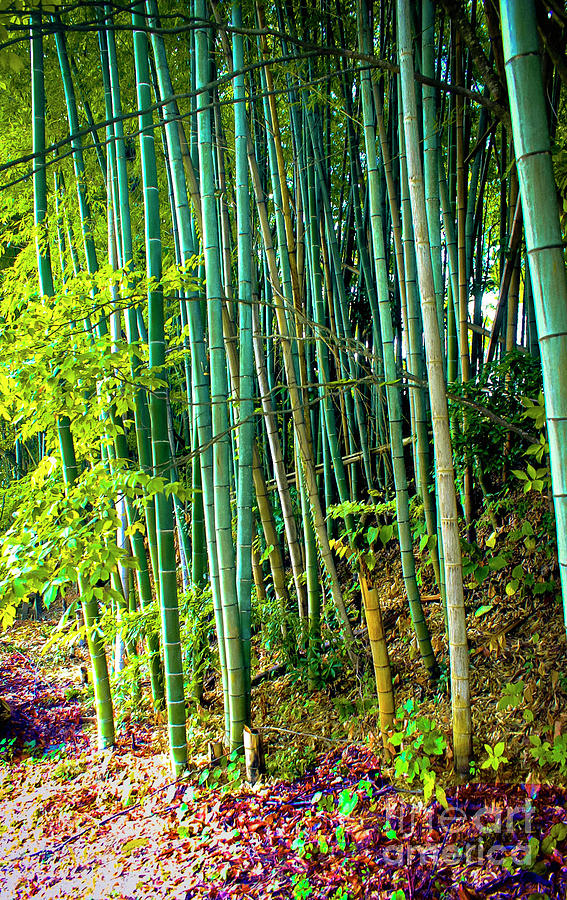 The bamboo forest Photograph by Tim Ernst