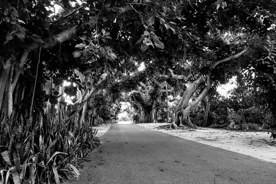 The Banyan Canopy - Boca Grande Photograph by Chrystyne Novack - Fine ...