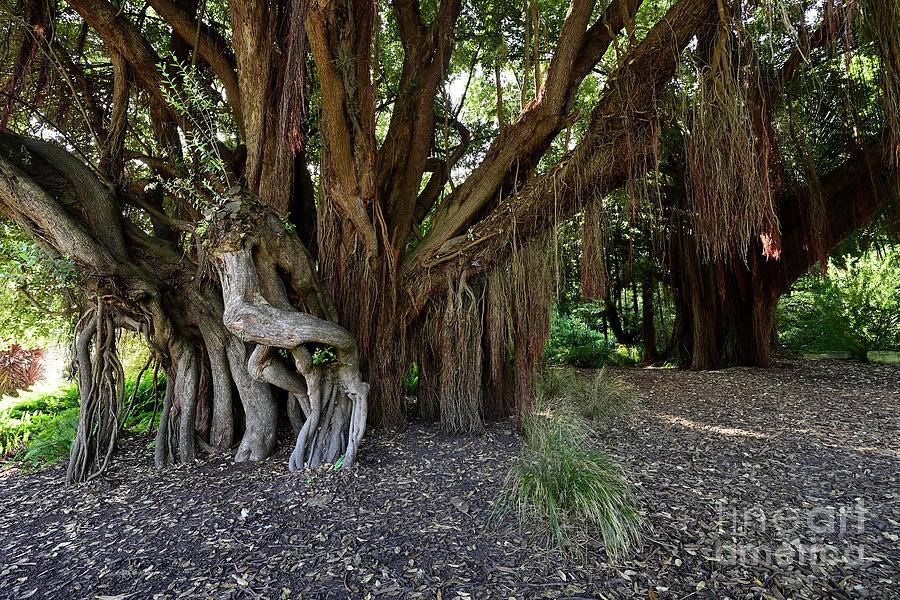 The Banyan Tree at Botanical Garden, San Francisco Photograph by Amazing Action Photo Video