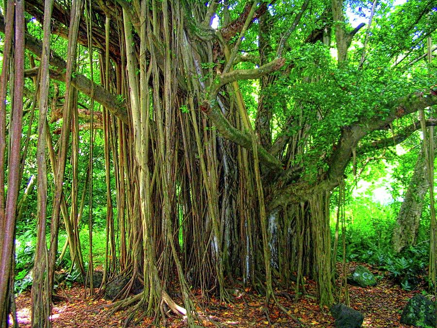 The Banyon Tree Photograph by Vernon Platt - Fine Art America