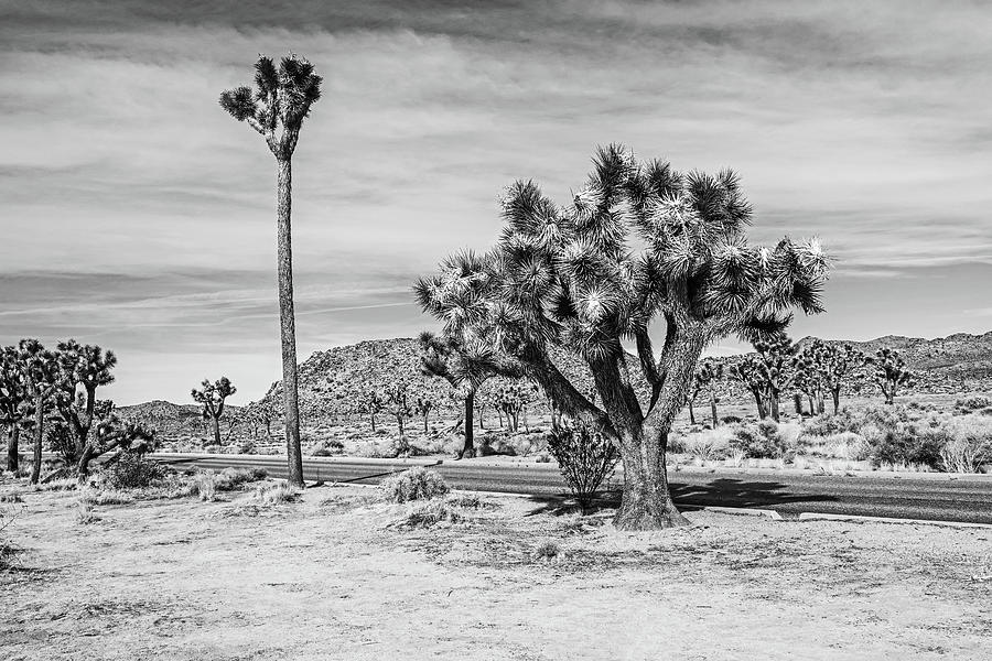 The Barber Pole Tallest Joshua Tree in Joshua Tree National Park Black and White Photograph by Toby McGuire