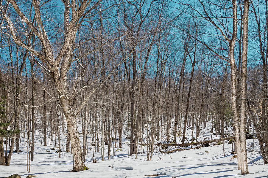 The Bare Trees of Winter Photograph by David Patterson