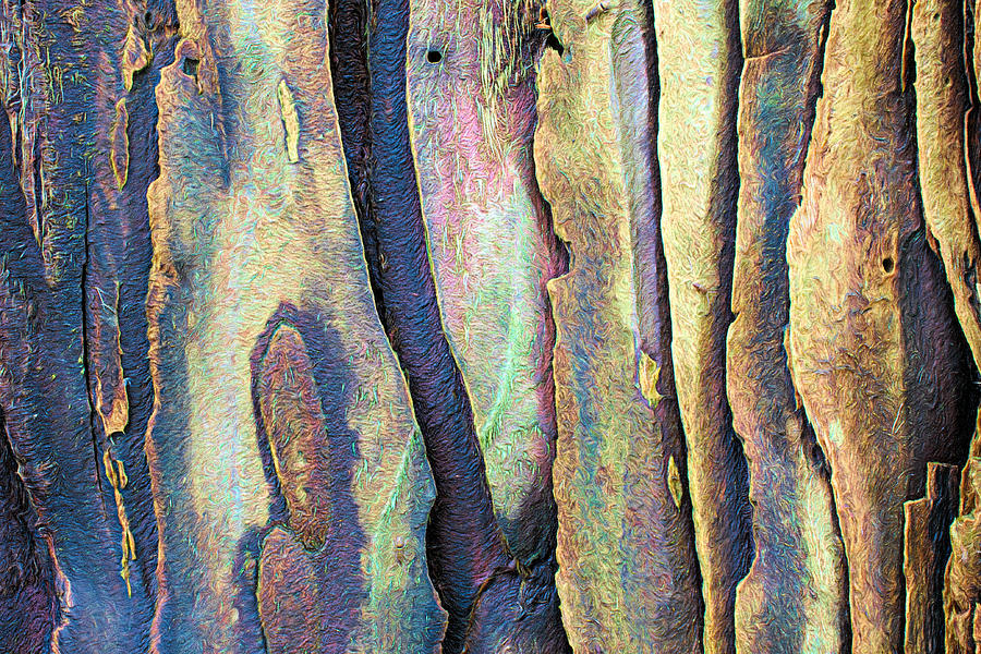 The bark of a coastal Redwood Photograph by Alessandra RC