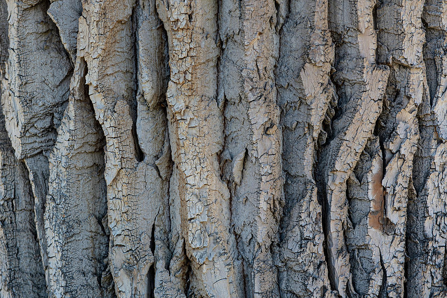 The Bark Of A Cottonwood Tree, Natural Pattern Photograph
