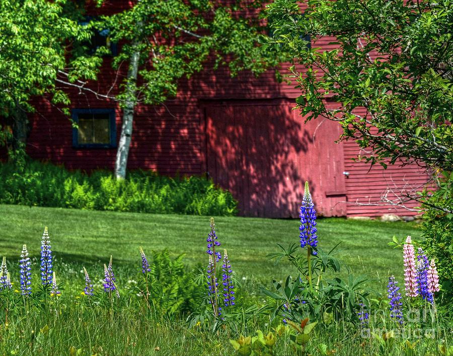 The Barn Door with Lupines Photograph by Steve Brown
