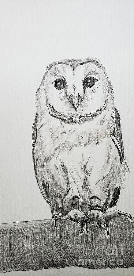 The Barn Owl Drawing by Mary Capriole
