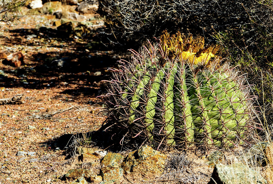 The Barrel Cactus Photograph by Sandra Js