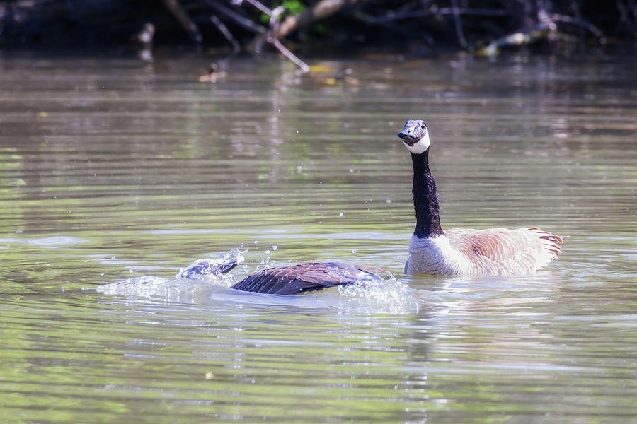 The Bath - Canada Goose Mating Ritual Photograph by Susan Rissi Tregoning
