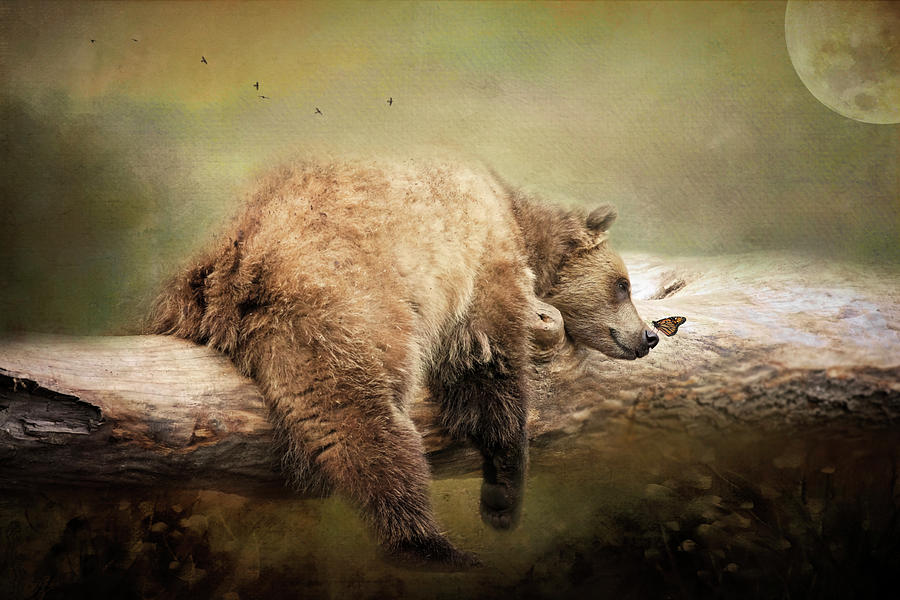 The Bear and the Butterfly Photograph by Deborah Penland
