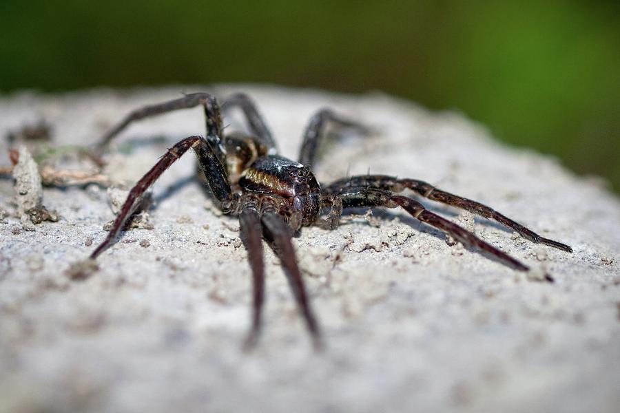 The Beast, Raft spider Photograph by Jouko Lehto - Fine Art America