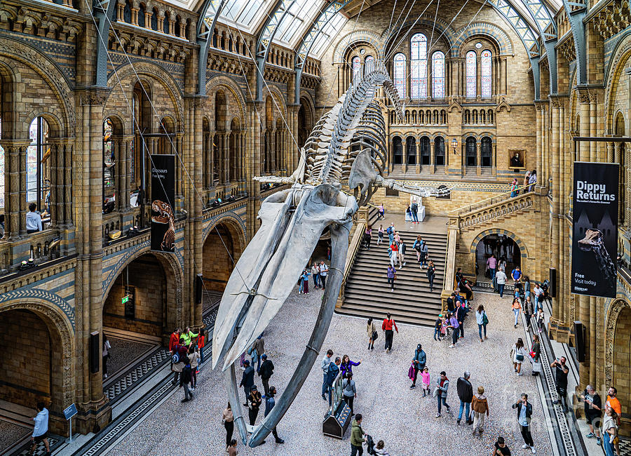 The Beast The Natural History Museum in London England Photograph by ...