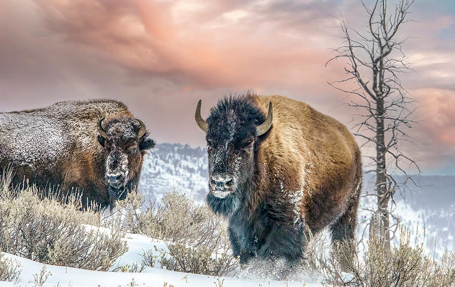 The Beasts of Yellowstone at Sunrise Photograph by Marcy Wielfaert