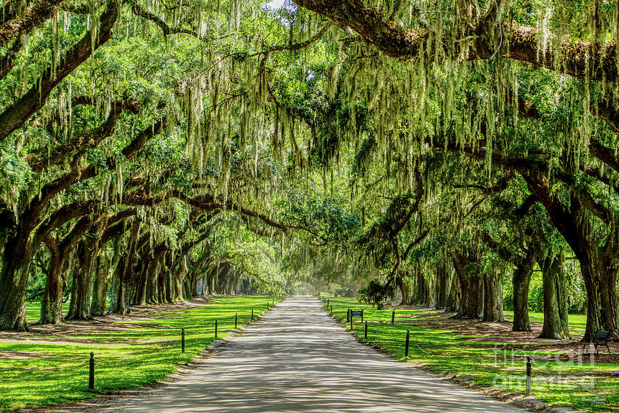 The Beautiful Avenue Of Oaks Photograph by Jennifer White