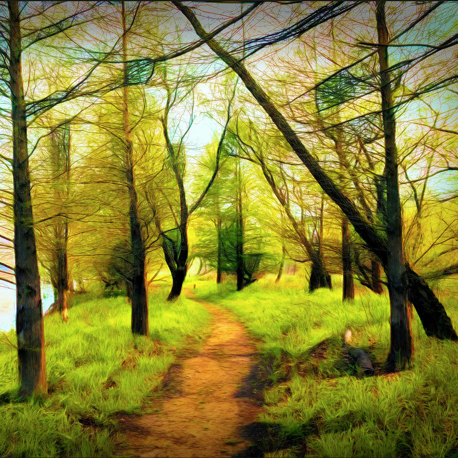 The Beautiful Forest Trail in Abstract in Square Photograph by Debra and Dave Vanderlaan