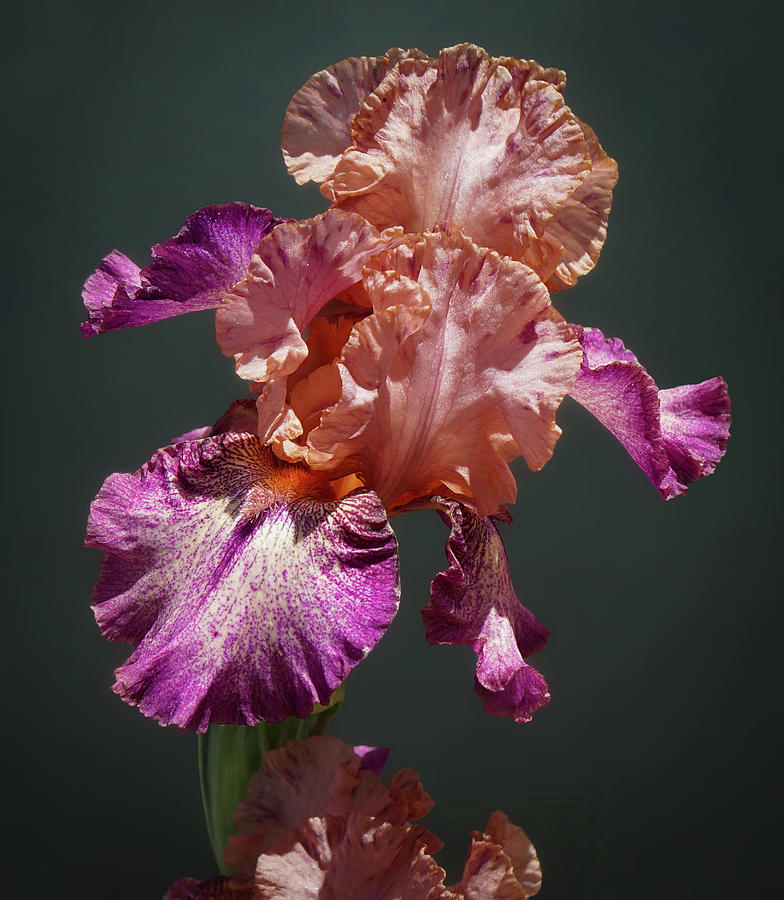 The Beautiful Frills of a Peach and Magenta Iris Photograph by Moment ...