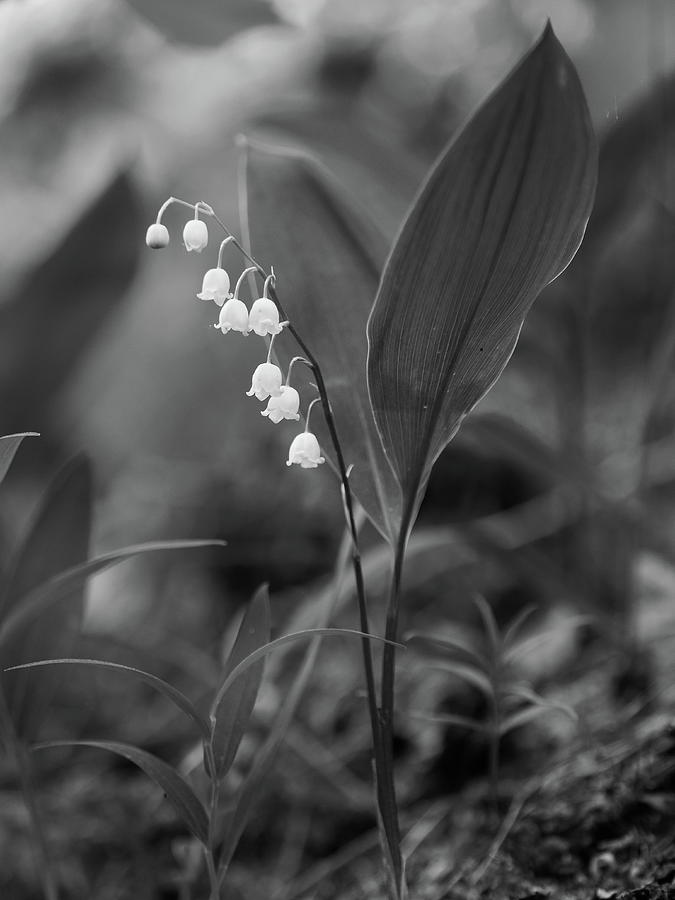 The beautiful Lily of the valley in bw Photograph by Jouko Lehto - Fine ...